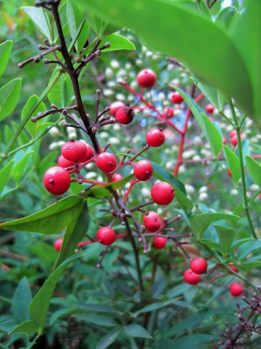 Tree branch plant fruit