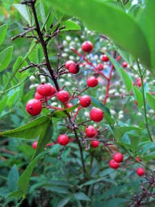 Tree branch plant fruit Photo