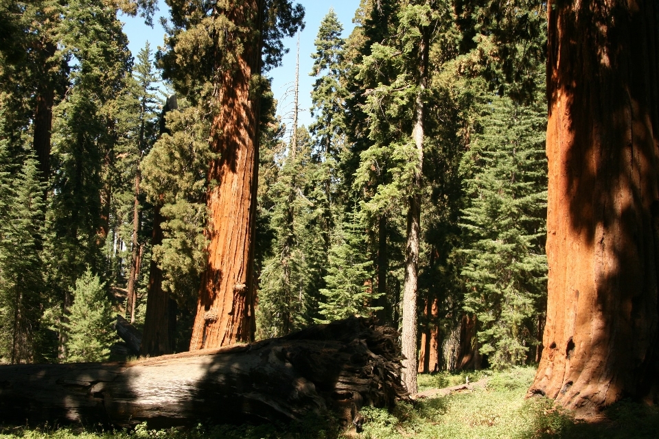 Landscape tree nature forest