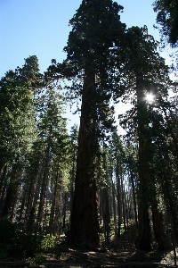 Tree nature forest path Photo