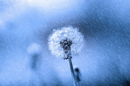 水 自然 雪 冬 写真