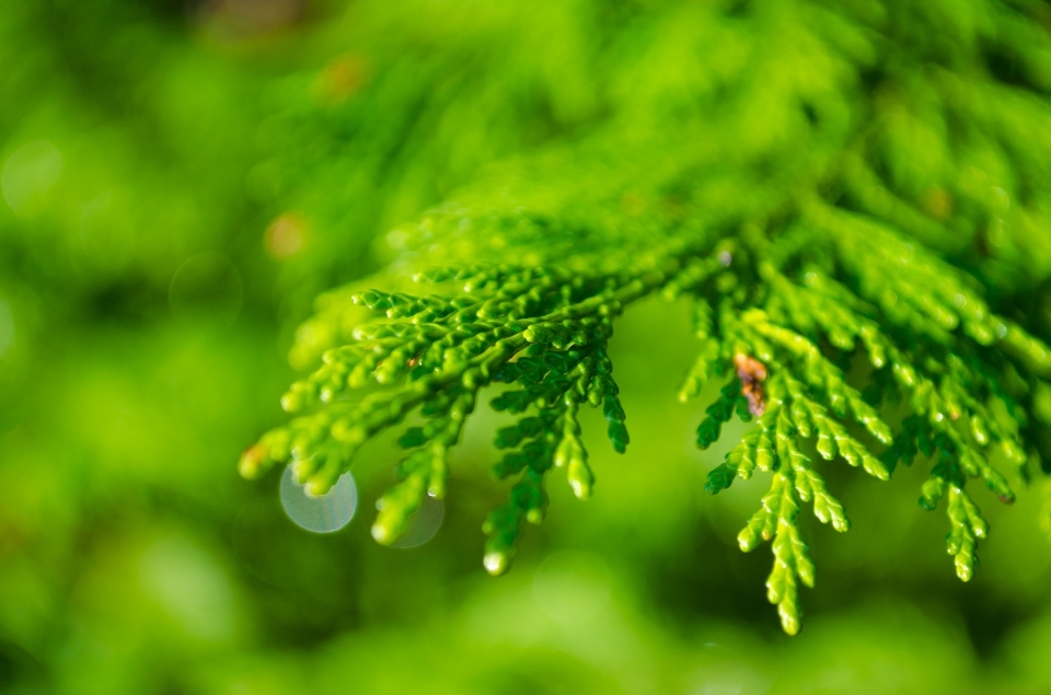 Tree nature forest grass