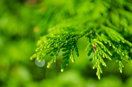 Tree nature forest grass Photo