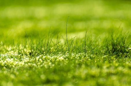 Grass light bokeh growth Photo