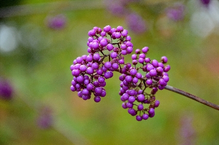 Nature branch blossom growth Photo