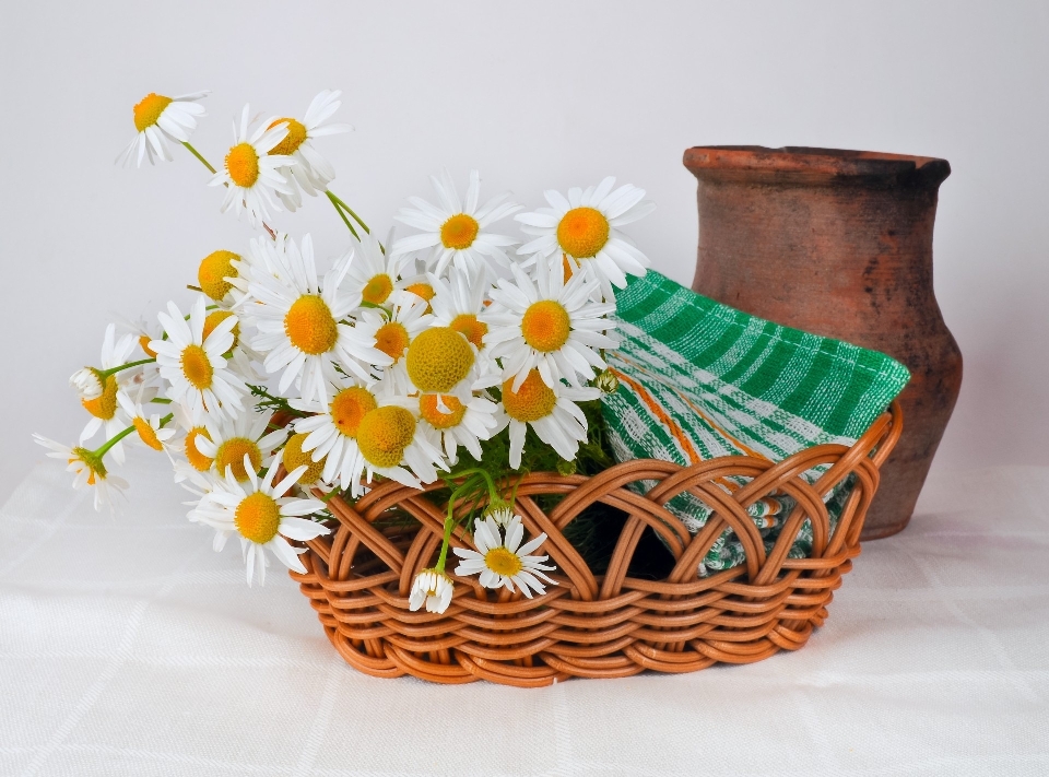 Flower old isolated pot