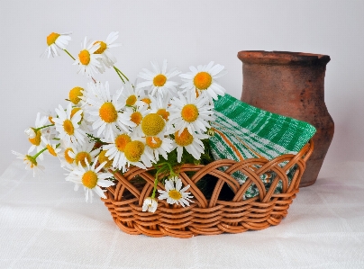 Flower old isolated pot Photo