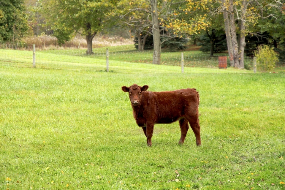 Césped campo granja prado
