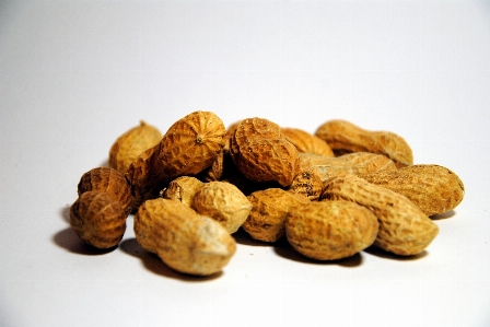 Nature plant fruit seed Photo