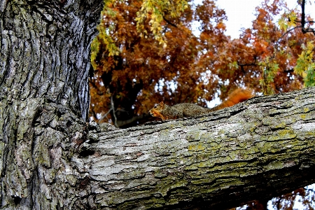 Tree nature forest branch Photo