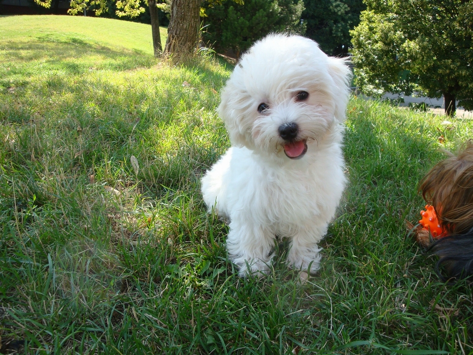 Filhote de cachorro bonitinho mamífero