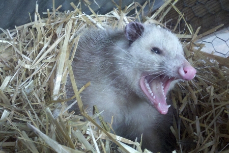 Mouse animal wild fur Photo