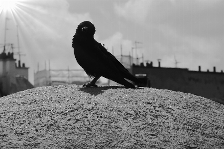 Foto Bayangan hitam salju musim dingin burung