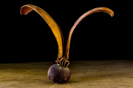 Wing plant wood fruit Photo