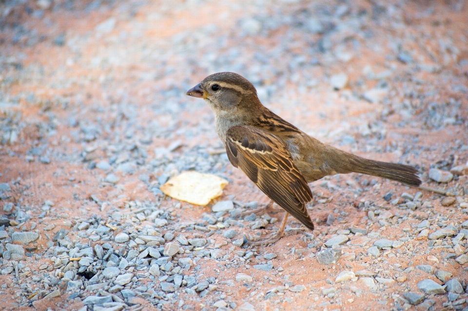 Natur draussen vogel wüste