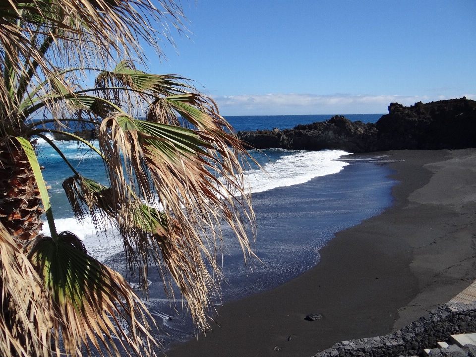 Beach sea coast tree