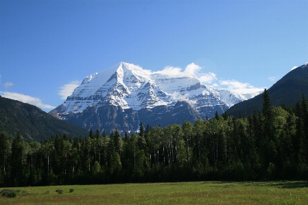 Landscape tree nature wilderness Photo