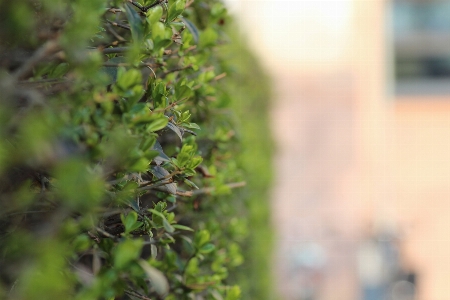 Foto Alam rumput cabang tanaman