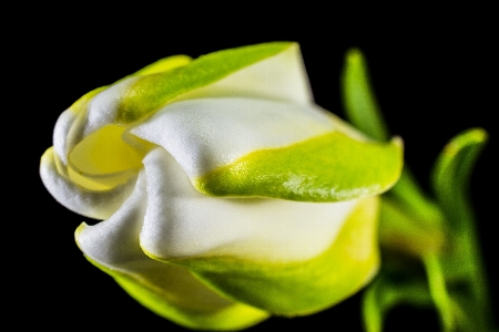 Blossom plant photography leaf Photo