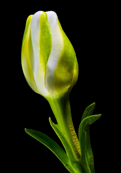 Florecer planta hoja flor