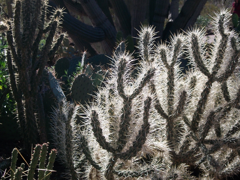 Natureza grama cacto
 sharp