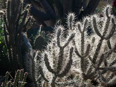 Foto Natureza grama cacto
 sharp