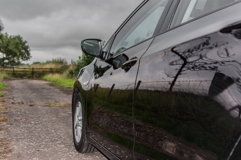 Baum natur draussen auto