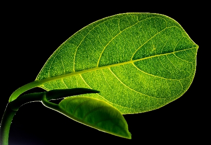 Branch plant leaf flower Photo