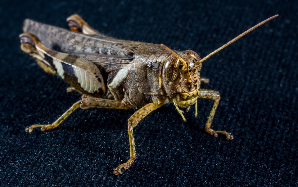 Fotografía insecto polilla cerca