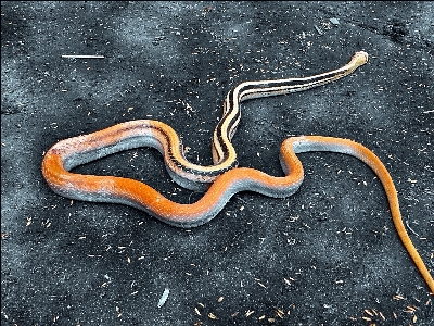 Animal orange snake dangerous Photo