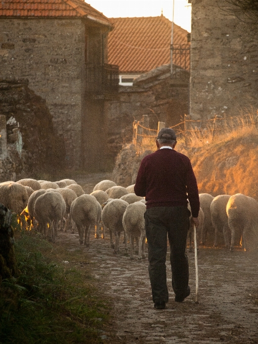 Farm rural herd farming