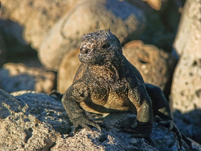 Animal wildlife wild tropical Photo