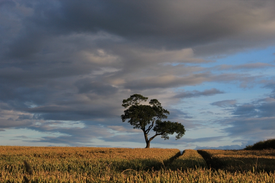 Paisaje árbol naturaleza césped