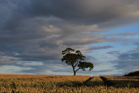 Landscape tree nature grass Photo