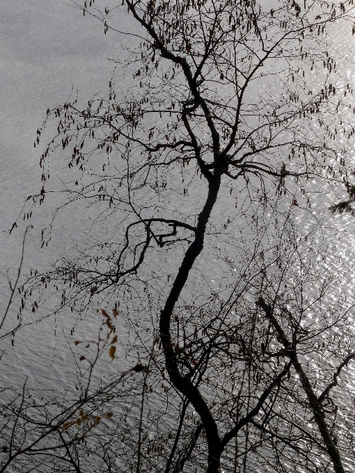 Paesaggio albero natura all'aperto