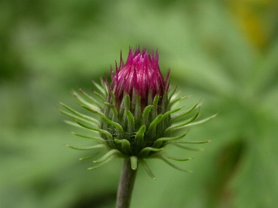 Plant flower petal botany Photo