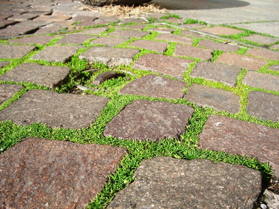 Natura sentiero percorso erba