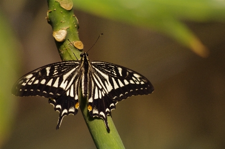 Nature wing photography flower Photo