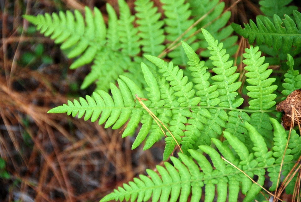 Alam hutan tanaman daun