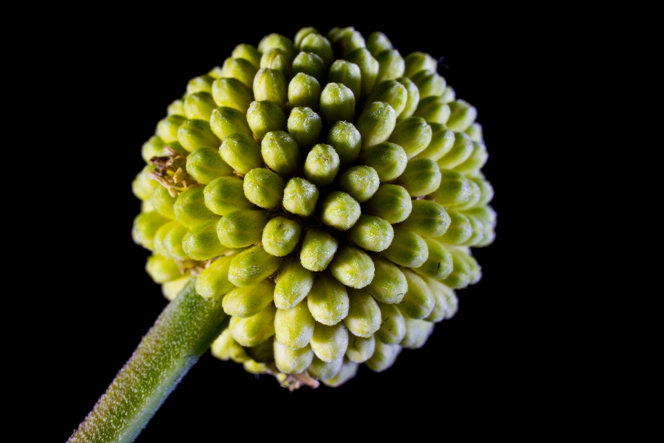 Plantar fotografia folha flor