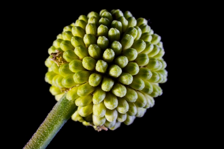 Plant photography leaf flower Photo