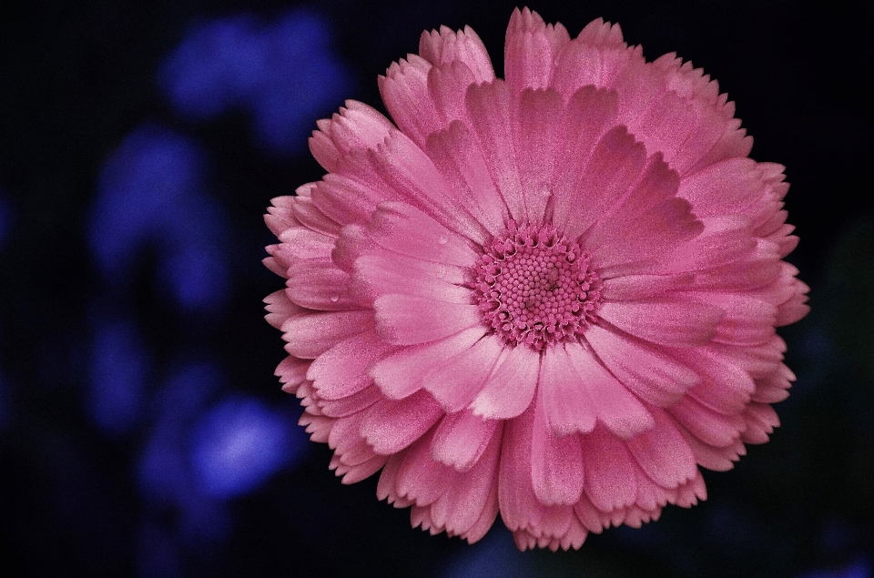 Blossom plant photography flower