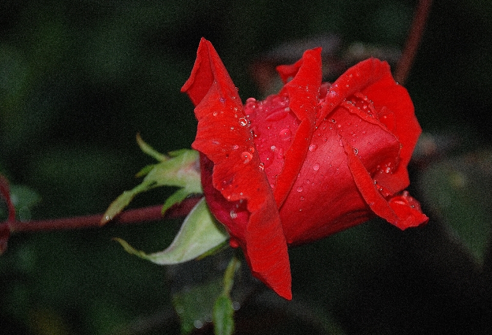 Naturaleza planta hoja flor