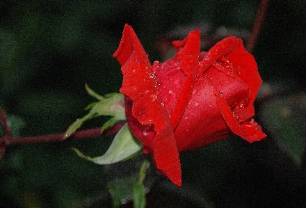 自然 植物 葉 花 写真