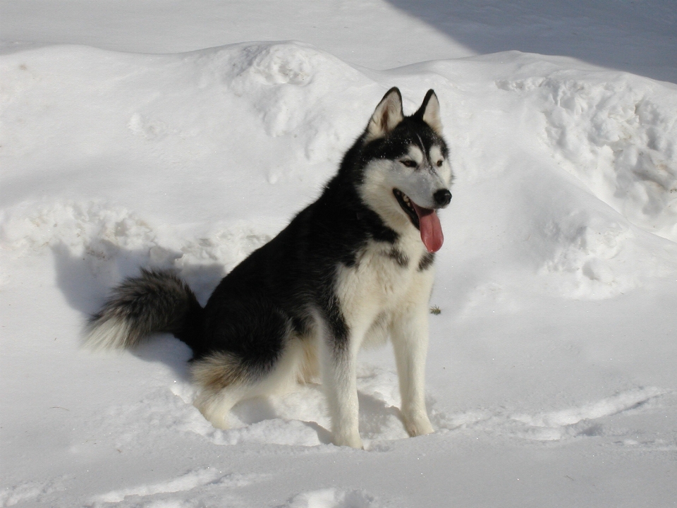 Nieve invierno perro animal