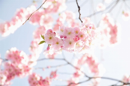 Branch blossom plant flower Photo