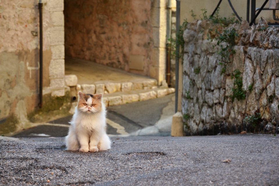 Animal bicho de estimação pelagem gato