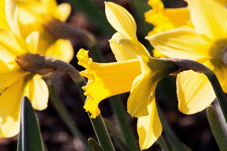 Foto Natura pianta luce del sole fiore