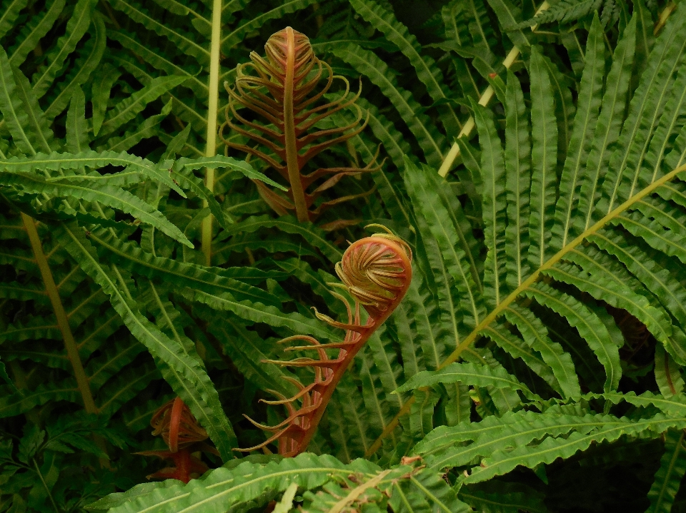 Arbre forêt usine feuille