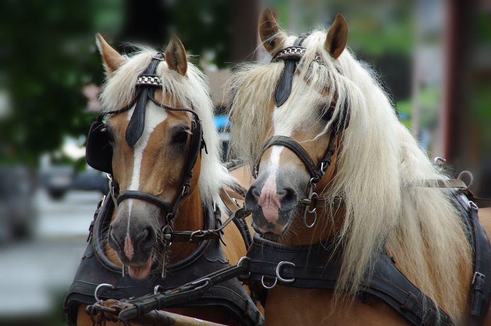 Animal cavalo mamífero garanhão